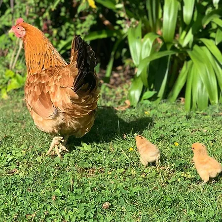 La Maison Les Mimosas 4* Le Minihic-sur-Rance